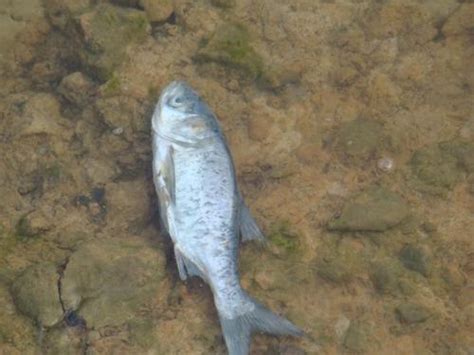 魚死掉埋葬|死了鱼怎么处理遗体，鱼死了怎么办